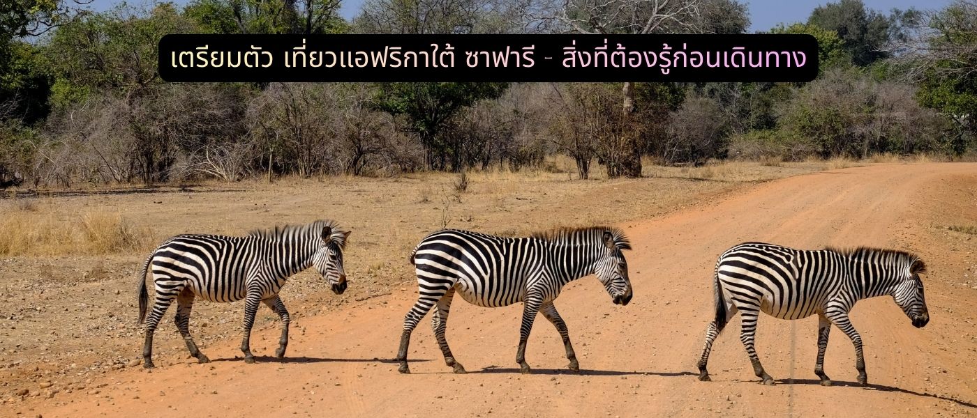 เตรียมตัว เที่ยวแอฟริกาใต้ ซาฟารี – สิ่งที่ต้องรู้ก่อนเดินทาง