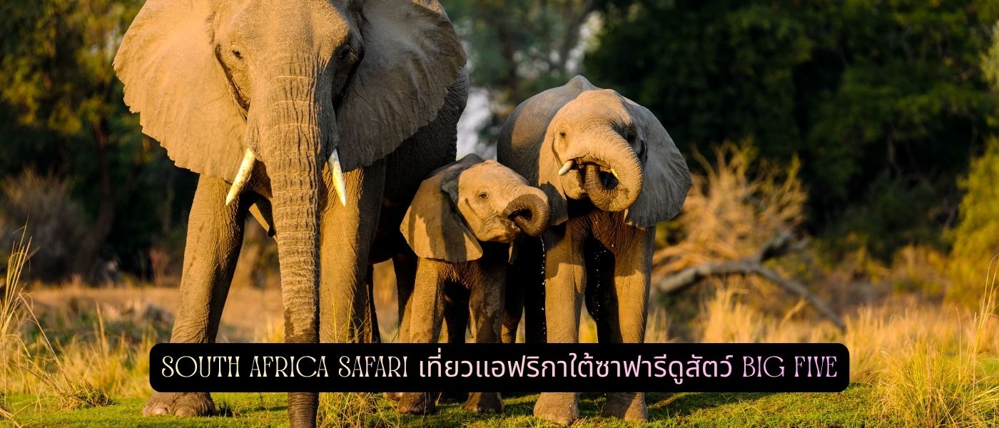 South Africa Safari – เที่ยวแอฟริกาใต้ซาฟารีดูสัตว์ Big Five